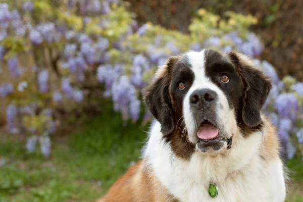 Beethoven — Saint Bernard on The Dog Show