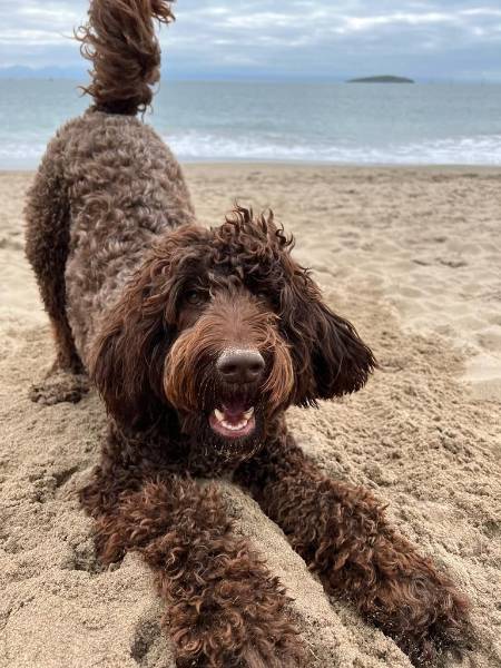 Rufus — Mixed Breed on The Dog Show