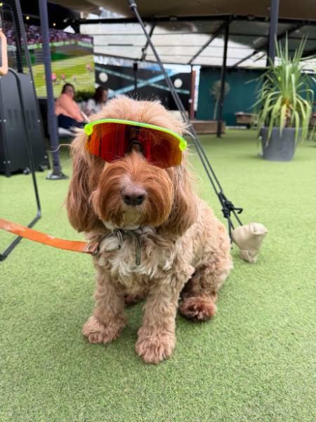 Boon — Cockapoo