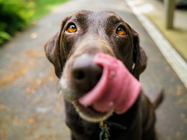 Louise — Chocolate Lab on The Dog Show