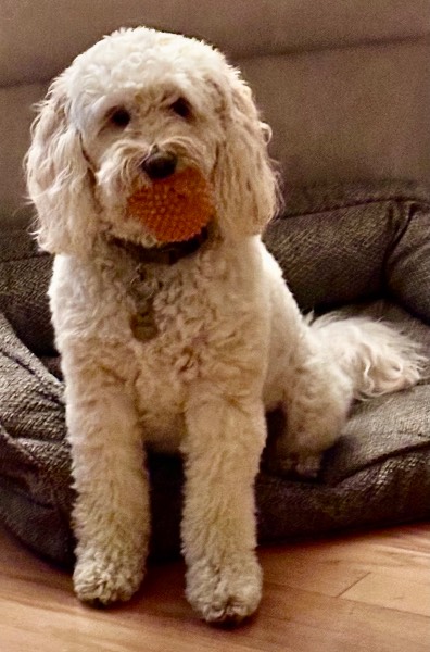Gracie — Goldendoodle