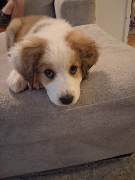 Charli aka Lil girl, a Great Pyrenees on The Dog Show
