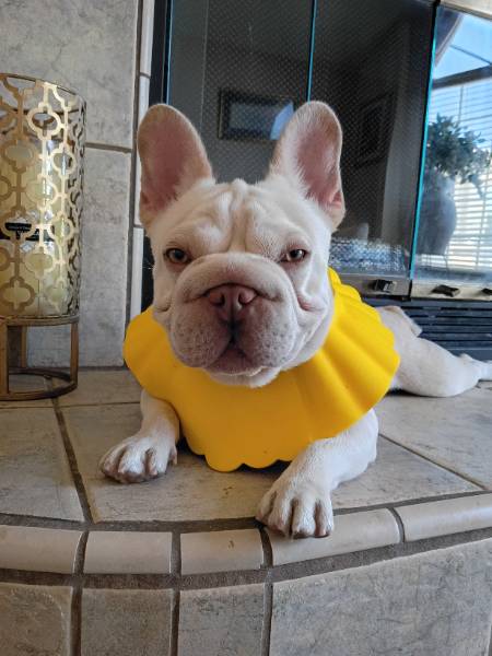 BeyBey, a French Bulldog on The Dog Show