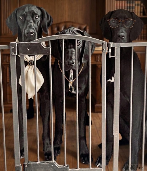 Karma,sbbrokestail — Great Dane