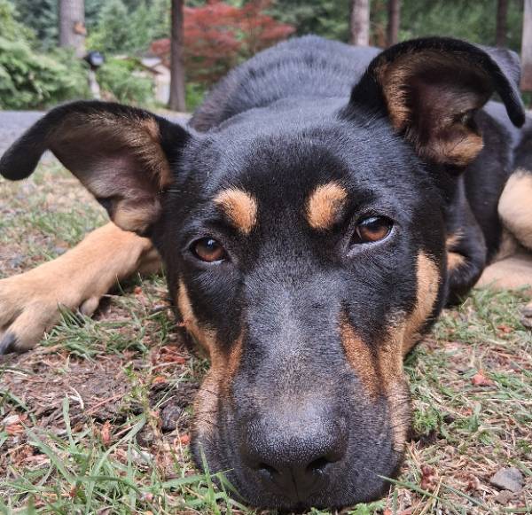 Sissy — German Shepherd