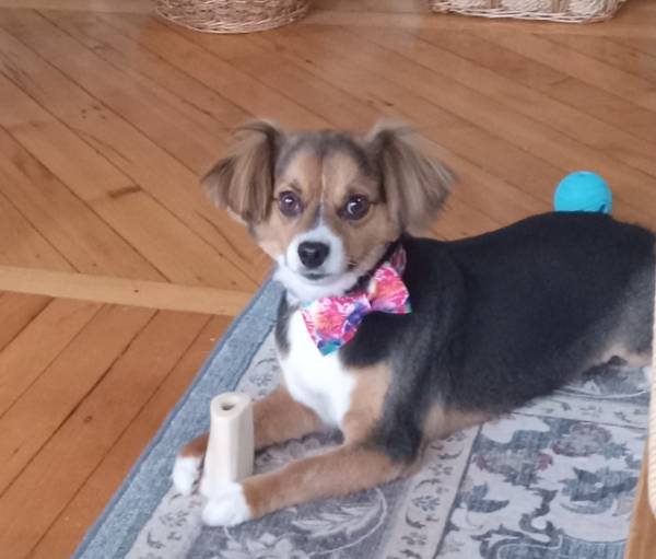 Sherlock — Mixed Breed on The Dog Show