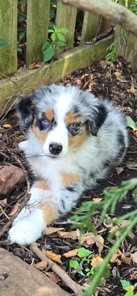 Ash, a Australian Shepherd on The Dog Show