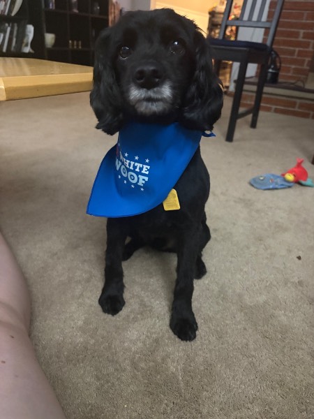 Pup pup — Cockapoo