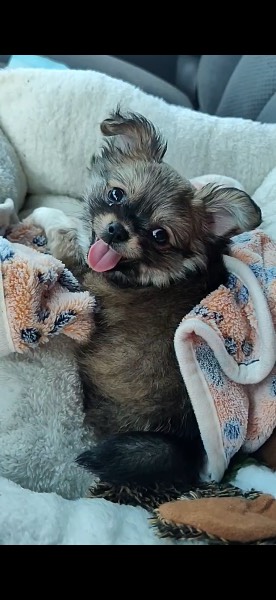 Smokey — Chihuahua on The Dog Show
