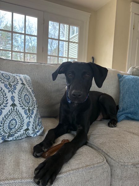 Banks — Great Dane on The Dog Show