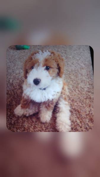 Uma Lynn, a Goldendoodle on The Dog Show