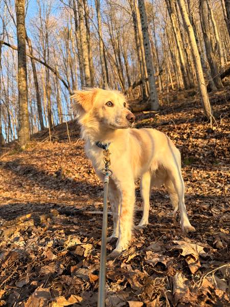 Winston — Mixed Breed on The Dog Show