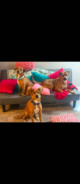 Milo,MJ, puppy — Mixed Breed on The Dog Show