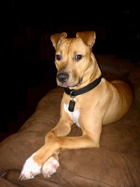 Ariel — Other / Not sure on The Dog Show