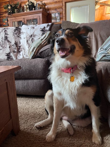 Sadie cakes — Mixed Breed on The Dog Show