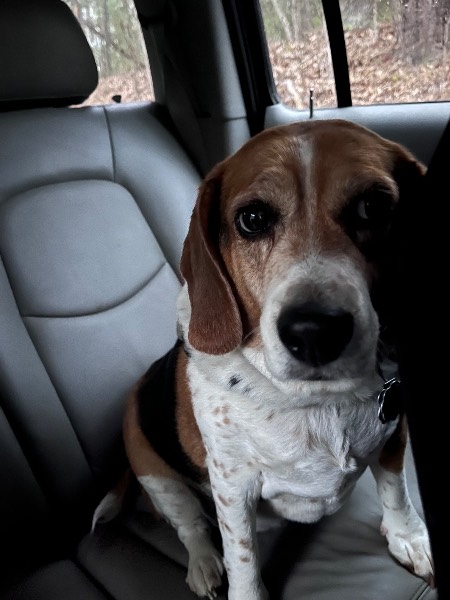Spirit — Beagle