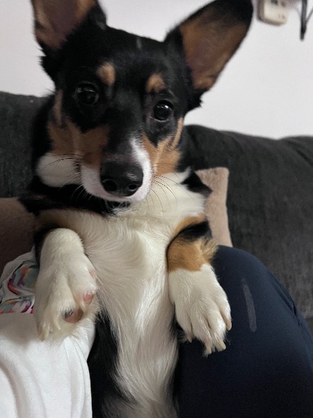 Willow, a Corgi on The Dog Show