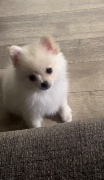 Chanel — Pomeranian on The Dog Show