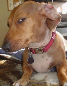 Jimmy — Dachshund on The Dog Show