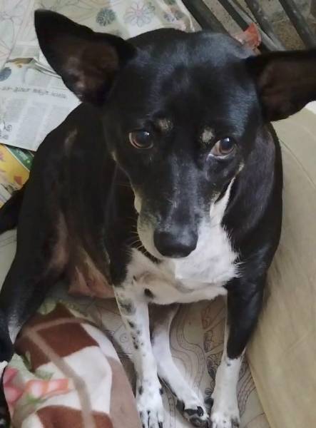 Dodo — Kelpie on The Dog Show