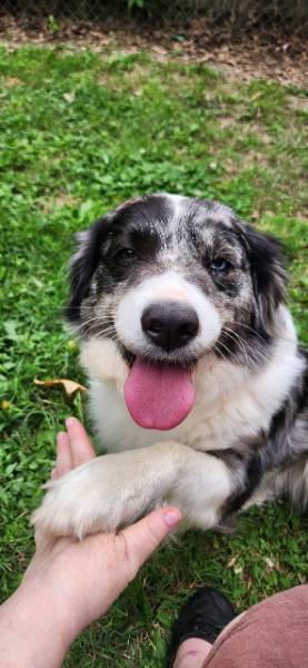 Athena — Australian Shepherd on The Dog Show