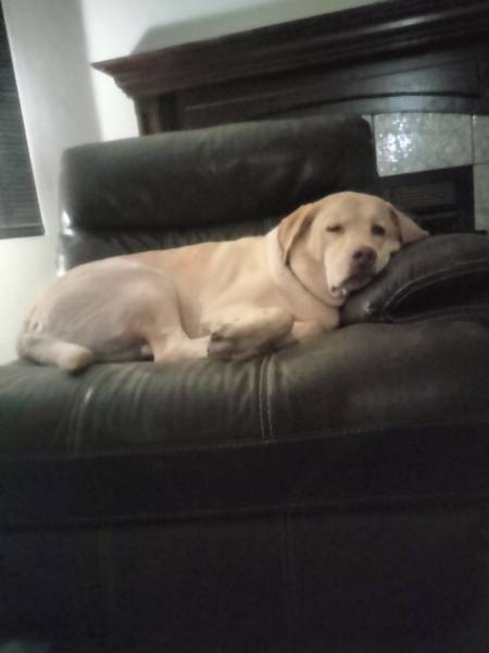 Kato, a Labrador Retriever on The Dog Show
