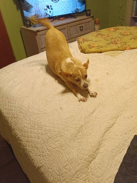 Marilyn — Chihuahua
