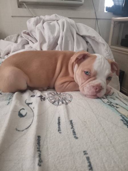 Bob — French Bulldog on The Dog Show