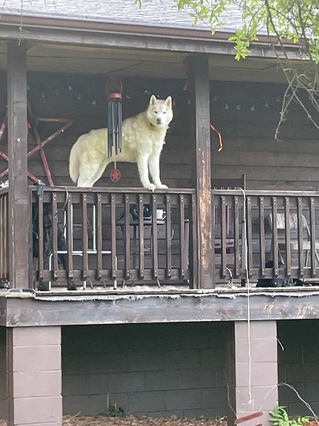 Fireball — Siberian Husky on The Dog Show