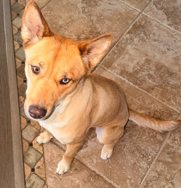 Sammy — Mixed Breed on The Dog Show