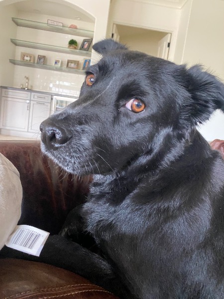 Kaylee — Mixed Breed on The Dog Show