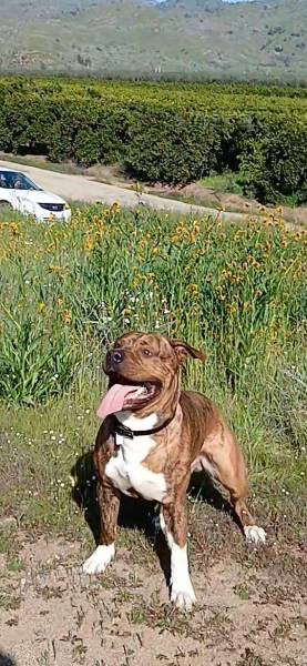 Ben — Pit Bull on The Dog Show