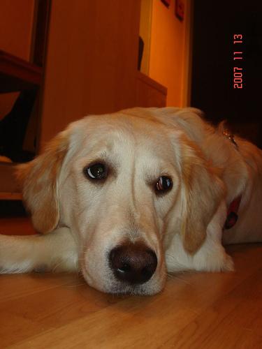 Biscuit, a Golden Retriever on The Dog Show