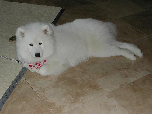 Björn, a Samoyed on The Dog Show