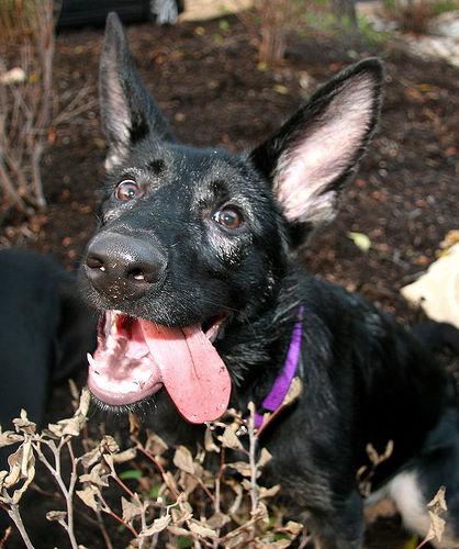 Luna — German Shepherd