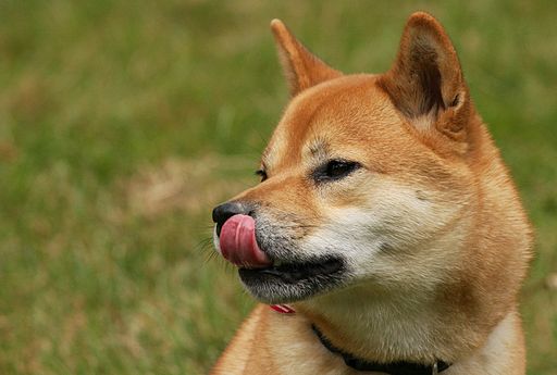 Mochi, a Shiba Inu on The Dog Show