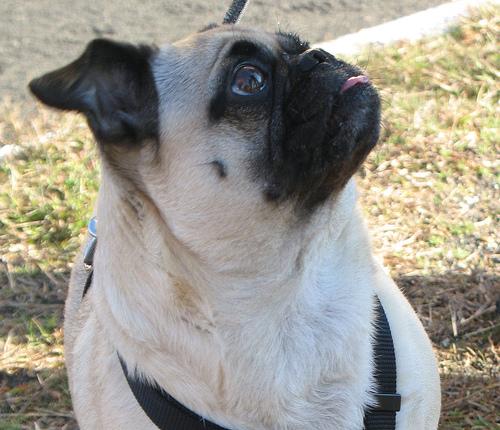 Peggy — Pug