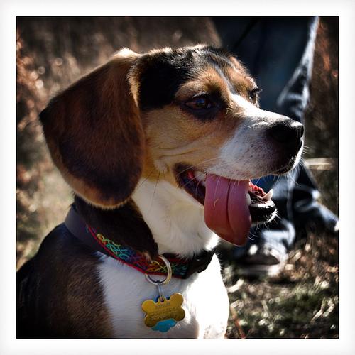 Rufus, a Beagle on The Dog Show